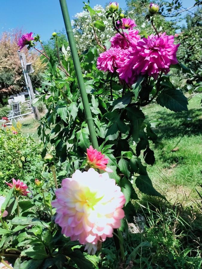 Saint-Seurin-de-Cadourne La Cadournaise Bed & Breakfast エクステリア 写真